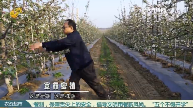 【三方贏高產(chǎn) 冠軍示范田】 集約技術(shù)成就蘋(píng)果示范園(圖2)